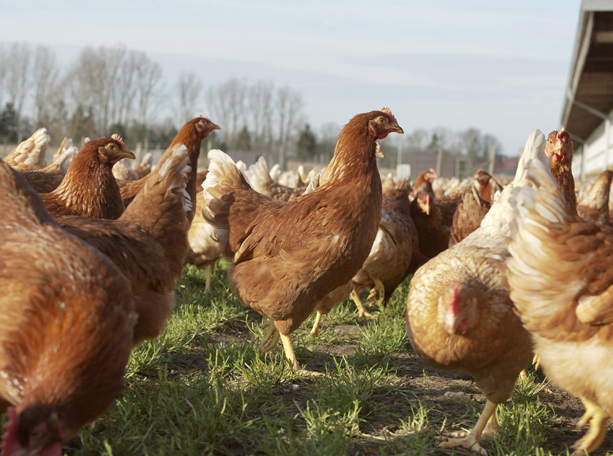 Día de la Avicultura: por qué el pollo es una de las carnes más valoradas por los argentinos