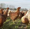 Día de la Avicultura: por qué el pollo es una de las carnes más valoradas por los argentinos