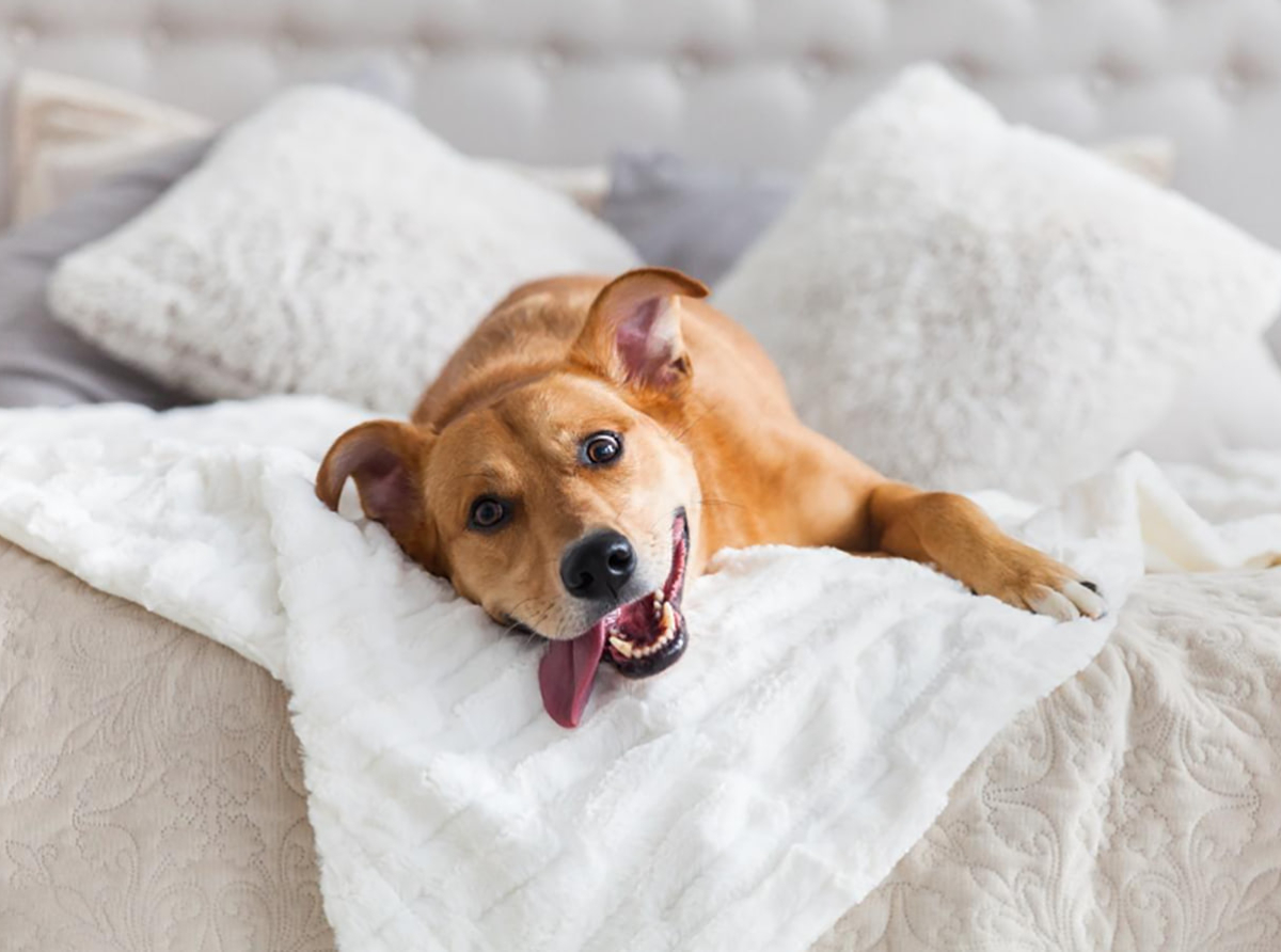 Mercure Iguazú lanza un programa de adopción y cuidado animal en Puerto Iguazú