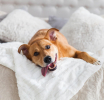 Mercure Iguazú lanza un programa de adopción y cuidado animal en Puerto Iguazú