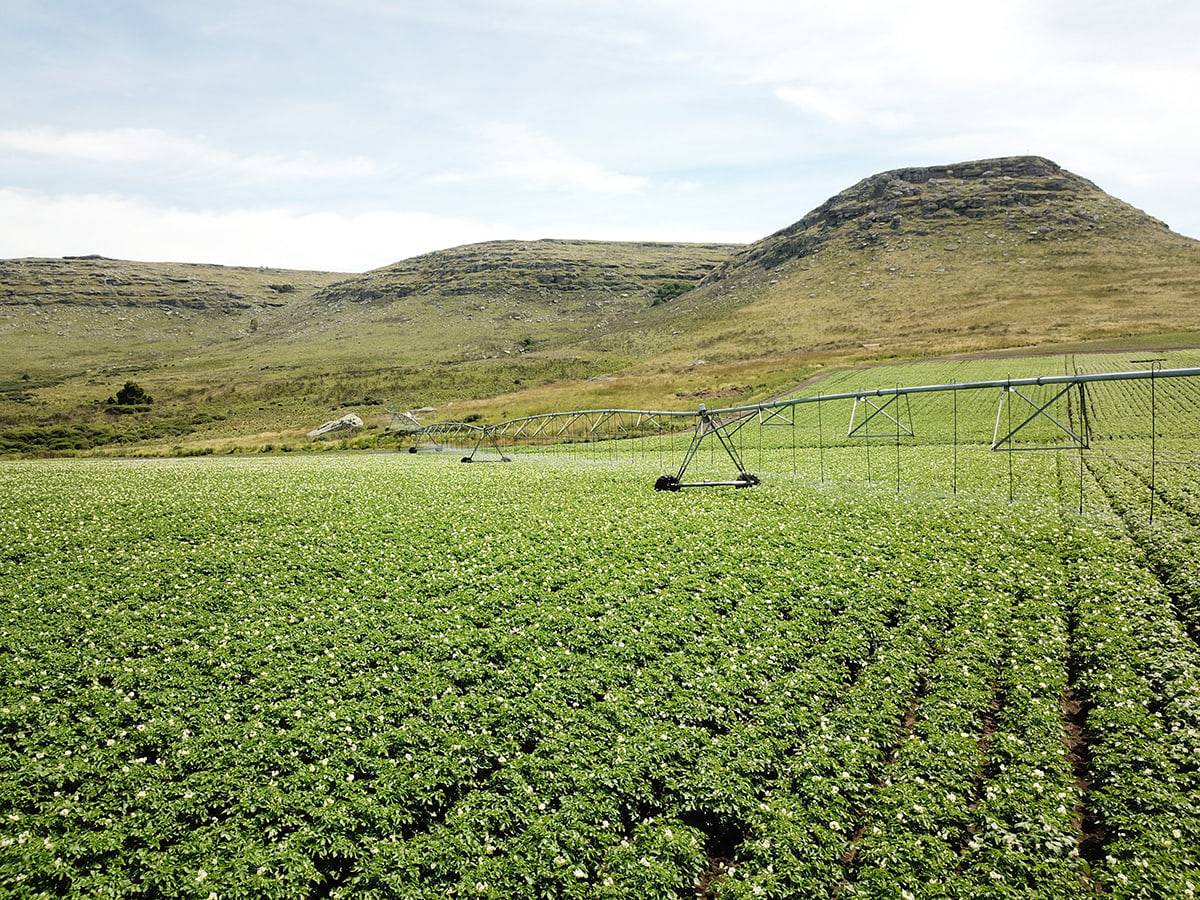 McCain Foods y Arcos Dorados impulsan la Agricultura Regenerativa en Argentina: ¡anuncian a los ganadores de su primer desafío para productores de papa!