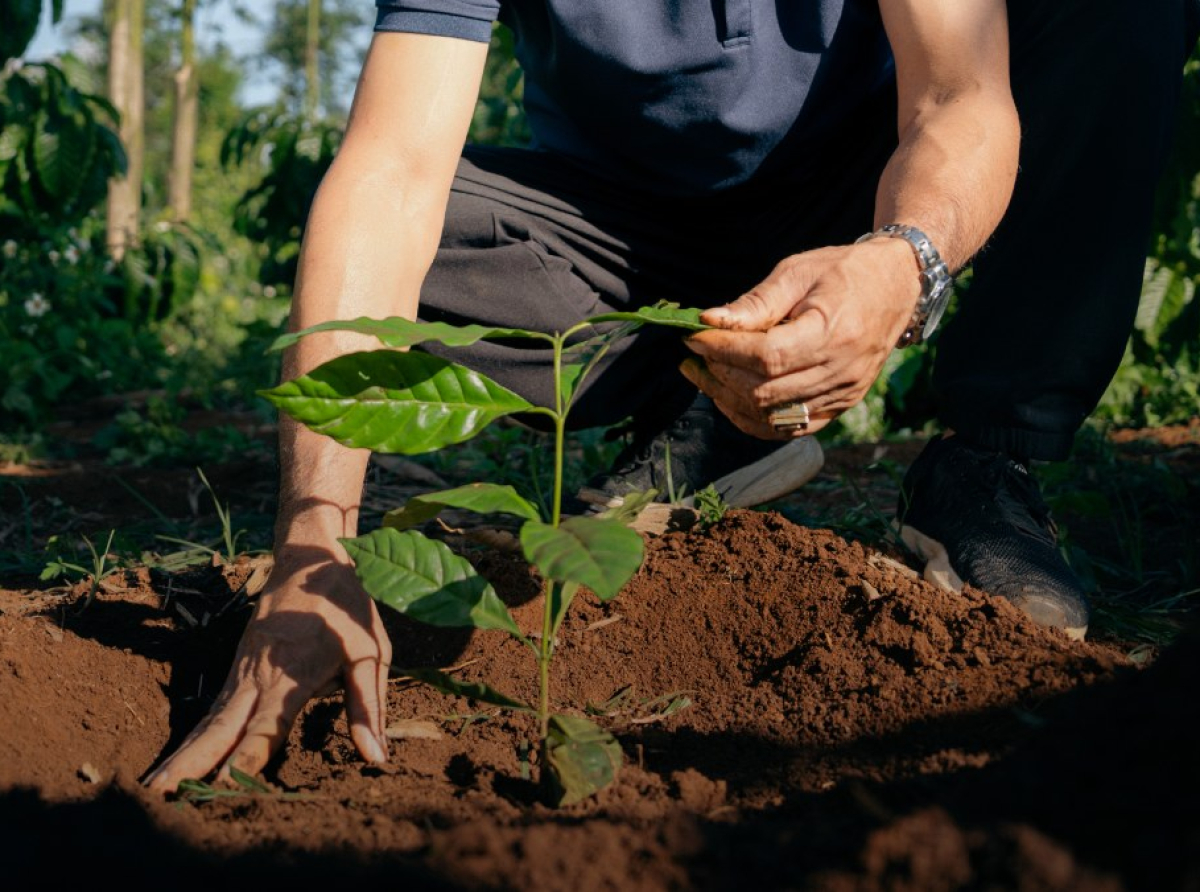 NESCAFÉ supera el 50% de abastecimiento de café proveniente de agricultura regenerativa