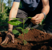 NESCAFÉ supera el 50% de abastecimiento de café proveniente de agricultura regenerativa