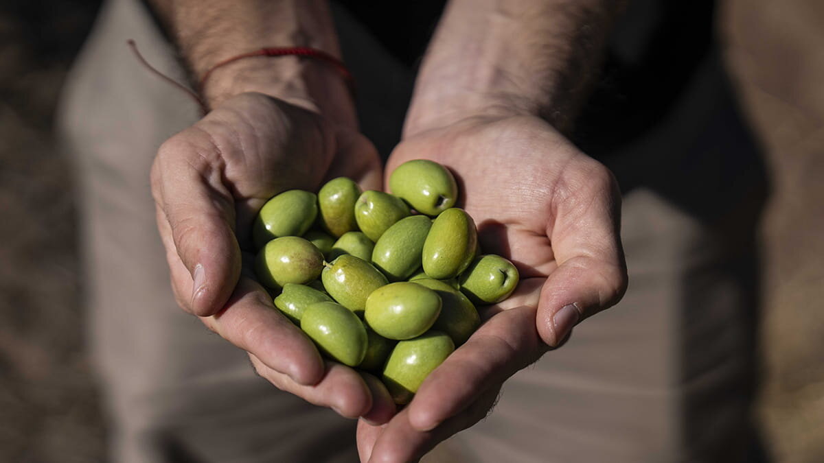 Zuelo presenta "Olivarero por un día": la experiencia de crear tu propio aceite de oliva en Mendoza.