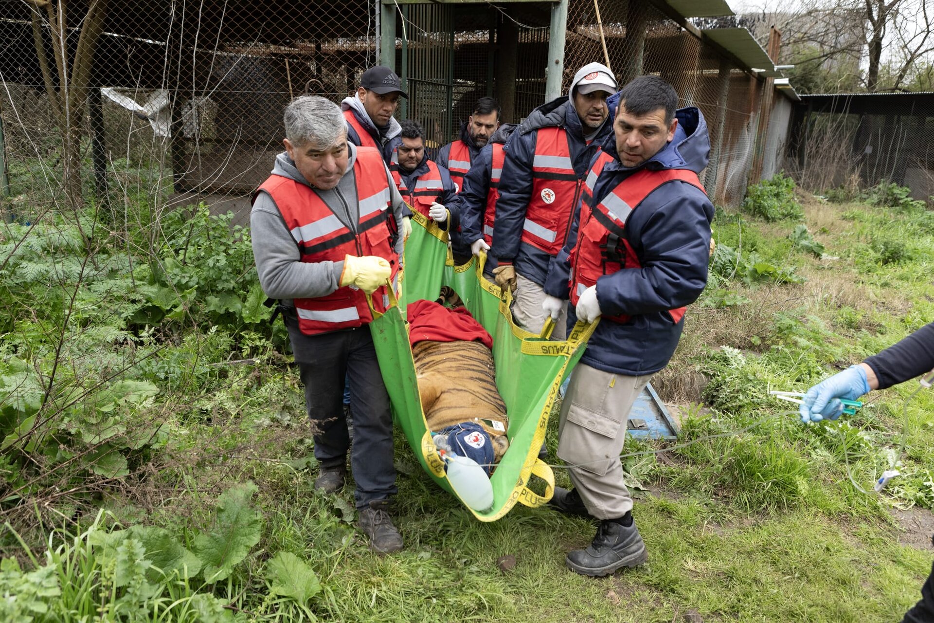Éxodo felino: la compleja operación de rescate del ex Zoo de Luján